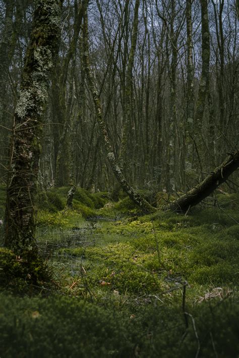 Gloomy Forest Ireland Oc Rmostbeautiful
