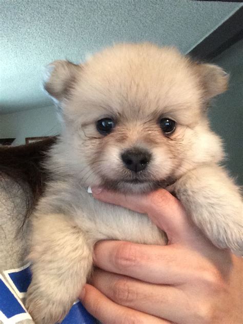 Cream Sable Male Pomeranian Puppy Teddy Bear Face Bear Face Pomeranian