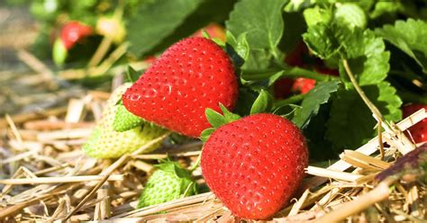 Einen zusätzlichen schutz vor der kälte während der kalten jahreszeit benötigen die erdbeeren für die überwinterung nicht. Erdbeeren: Köstlich süße Früchte | Erdbeeren pflanzen ...
