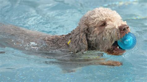 Mountain paws wasserschüssel faltbar größe s orange hundenapf. Hier planschen Frankfurts Vierbeiner - Hunde-Spaß im ...