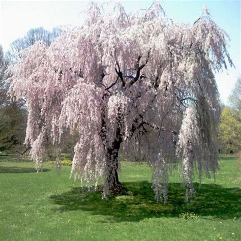 20 Pcs Fountain Weeping Cherry Treediy Home Garden Dwarf Tree