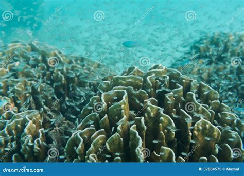 School Of Young Little Fish Swimming Near Reef And Coral Underwater