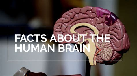 25 Amazing Facts About The Human Brain You Should Probably Memorize