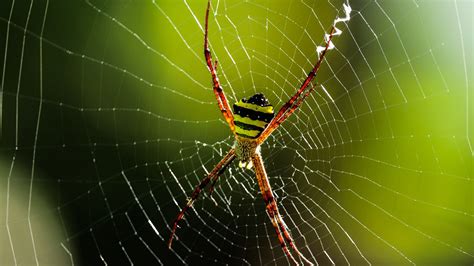 Cobweb Spider Insect Macro