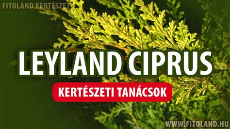 Ciprus, a szerelem szigete októberben, novemberben szinte fellélegzik a nyári forróságtól a sziget, s teljes pompájában tárul a turista elé. Mit kell tudni a leylandi ciprusról? - kertészeti tanácsok ...