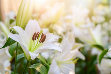 The White Easter Lily Virginia United Methodist Foundation