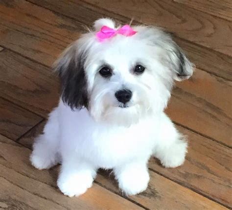 We are a top producing and award winning havanese breeding program with emphasis on quality, not quantity. Havanese puppy. Cuteness! 😘 | Havanese puppies, Puppies, Havanese