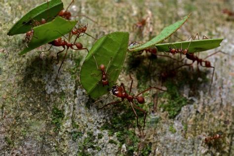 Leaf Cutter Ants And Fungus Culturing