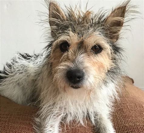 Meet The Adorable White Jack Russell Terrier With Long Hair Click To