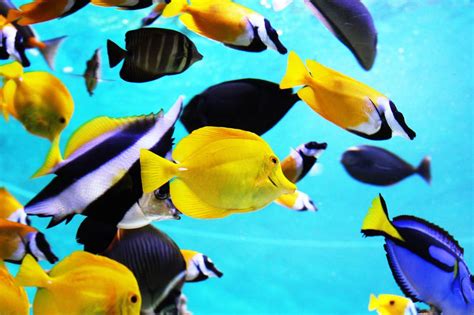 Tropical Fish Aquarium Free Image Download