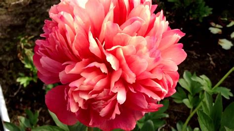 Learn how to plant, grow, and care for peony bareroots with our planting guide. Peony Lorelei - www.peonyshop.com - YouTube