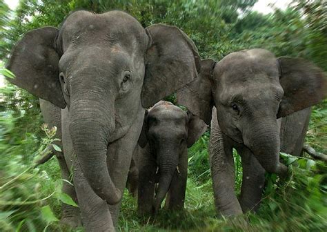Find tv listings for wild indonesia, cast information, episode guides and episode recaps. Borneo Elephant