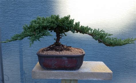 The dwarf japanese garden juniper needs at least weekly watering, or more in extreme heat, preferably with regular water. 40+ Best Collections Dwarf Japanese Juniper Bonsai | Safe ...