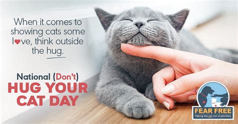 International hug your cat day healthy paws. It's National Hug Your Cat Day! But did you know most cats ...