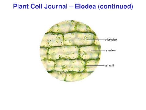 Ppt Plant Cell Journal Elodea Powerpoint Presentation Free