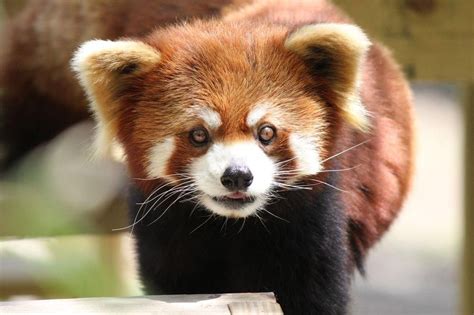 Red Panda Photo By Alexandra Schmeling — National Geographic Your Shot