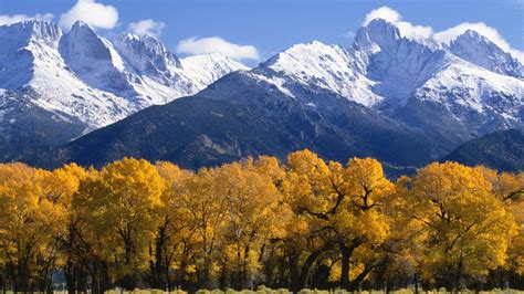 Landscape Autumn Trees With Yellow Leaves Snow Capped