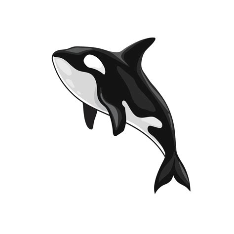 Orca Killer Whale Vector 12739959 Vector Art At Vecteezy