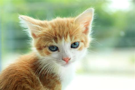 Cute Little Red Kitten On Blurred Background Space For Text Stock