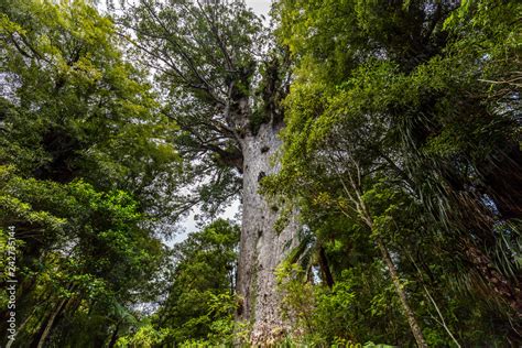 Tane Mahuta The Lord Of The Forest The Largest Kauri Tree In Waipoua