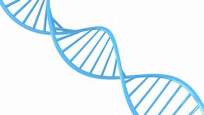 Dna Helix Molecule Genetic String Pluspng