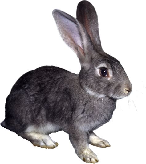 Rabbit Png Transparent Images Free Download Pngfre