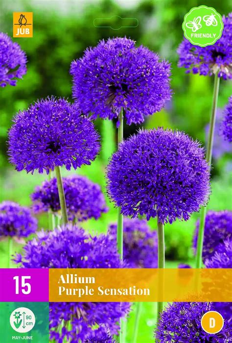 X Allium Purple Sensation Groencentrum Witmarsum