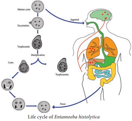 Entamoeba Histolytica Life Cycle