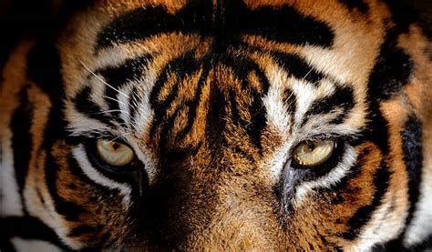 Royalty Free Tiger Eye Pictures Images And Stock Photos Istock