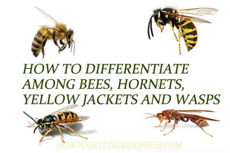 How To Differentiate Among Bees Hornets Yellow Jackets And Wasps