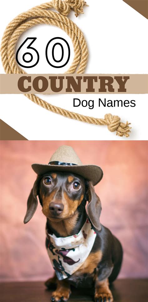 60 Country Dog Names Dachshund Puppy Names Learn The