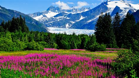 Alaska Mountains Glaciers Cliffs Flowers Nature Landscape