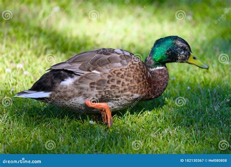 Mallard Drake Colorful Male Duck Waddling Through Summer Grass Stock