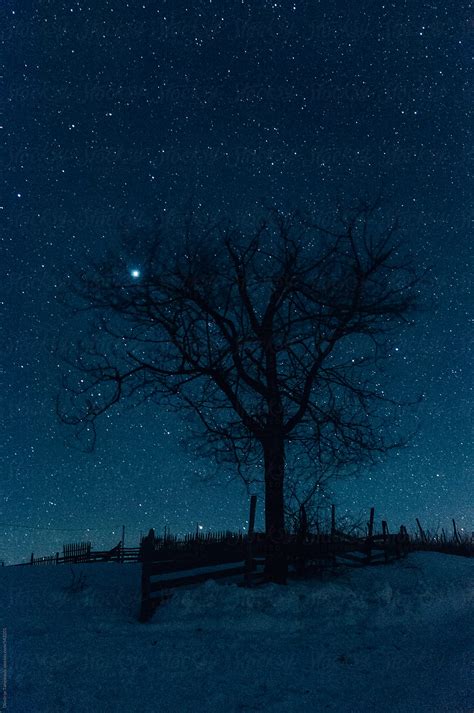 Beautiful Winter Night With A Lot Stars In The Sky By Stocksy