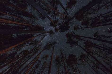 Wallpaper Sunlight Trees Forest Dark Night Galaxy Space Sky