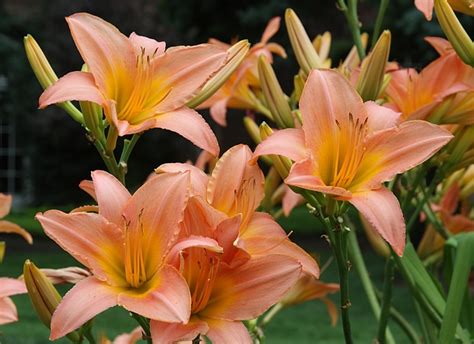 Lily Peach Peach Flowers Flower Catalogs Day Lilies