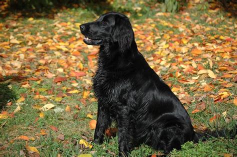 5,018 likes · 12 talking about this. Flat Coated Retriever Photograph | Flat-coated Retriever ...