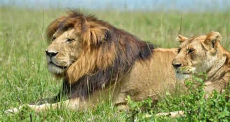 Bbc Dynasties Lion The Marsh Pride Of Kenyas Masai Mara