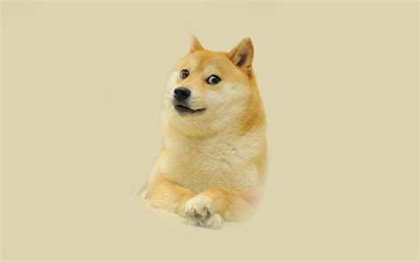Shiba Inu Doge Hd Desktop Wallpaper