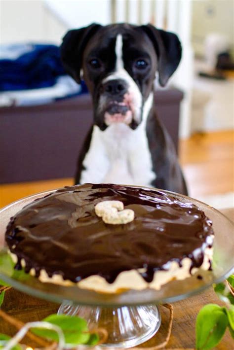This Dog Friendly Birthday Cake Will Absolutely Spoil Your Dog Recipe