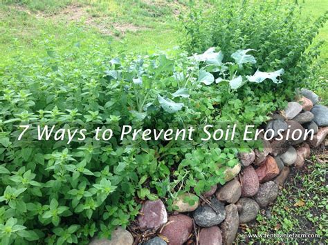 Best Ground Cover To Prevent Soil Erosion Ground Cover And Shrubs
