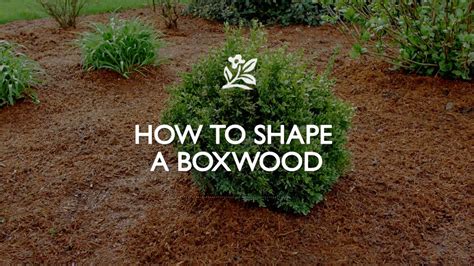 How To Shape A Boxwood Monrovia Garden Box Wood Shrub Boxwood