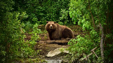 Fauna Grizzly Bear Forest Vertebrate Wild Animal Animal Wildlife