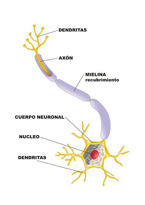 Neurona Que Son Las Neuronas Estructura De La Neurona Y Funciones