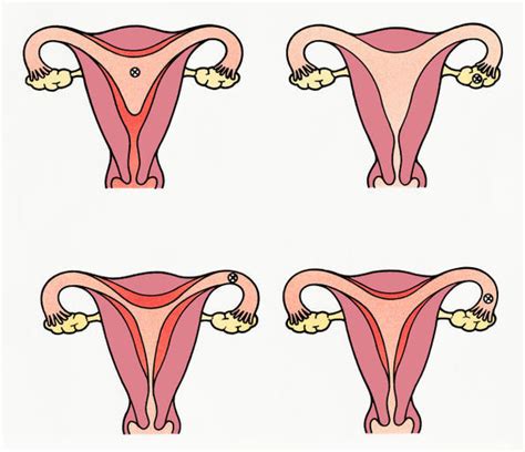 Cómo Es El Ciclo Menstrual De La Mujer Free Download Nude Photo Gallery