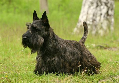 Scottish Terrier Breed Information Characteristics And Heath Problems
