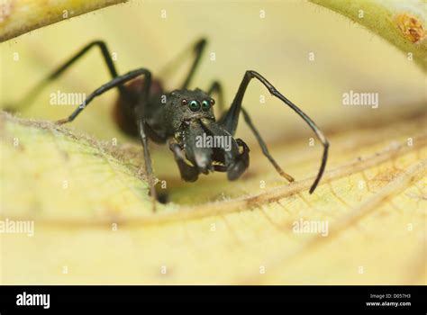 Mimic Ant Spider Stock Photo Alamy