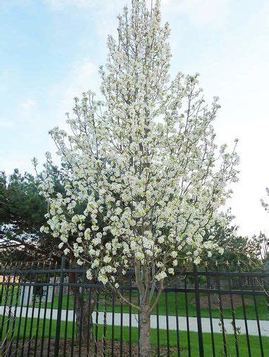 How To Select The Best Trees For Your Yard Trees For Front Yard