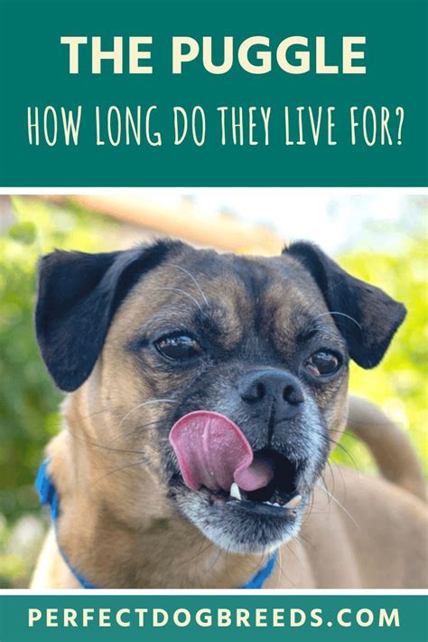 But during some specific infections lifespan can be. Puggle Life Span in 2020 | Puggle, Pug mixed breeds, Best ...