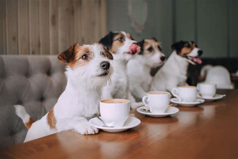 Complete List Of Dog Cafes In Singapore